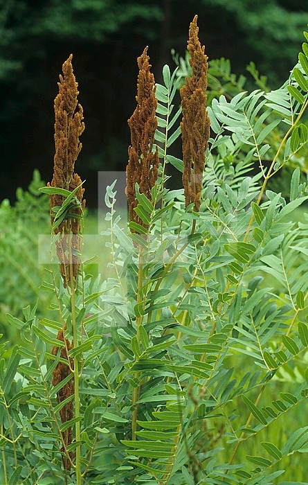 Royal Fern with fertile fronds ,Osmunda regalis, Eastern USA.