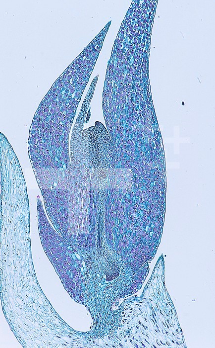 Longitudinal-section of a Lycopod gemma (Lycopodium). LM X8.