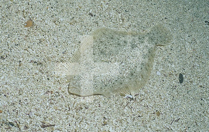 Sand Sole (Psettichthys melanostictus) showing its protective shape and coloration on the sandy sea floor.