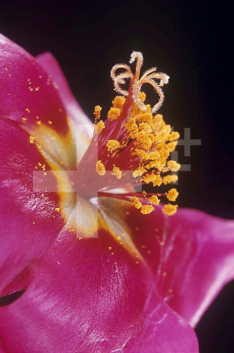 Portulaca flower parts showing petals, stamens with pollen, and the stigma.