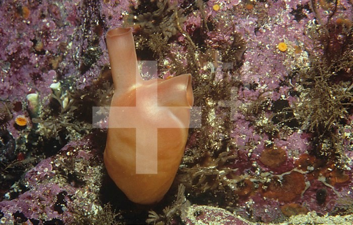 Sea Peach Tunicates or Sea Squirts ,Halocynthia aurantia, Pacific Northwest Coast of North America.