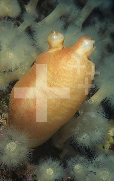 Sea Peach Tunicates or Sea Squirts ,Halocynthia aurantia, Pacific Northwest Coast of North America.
