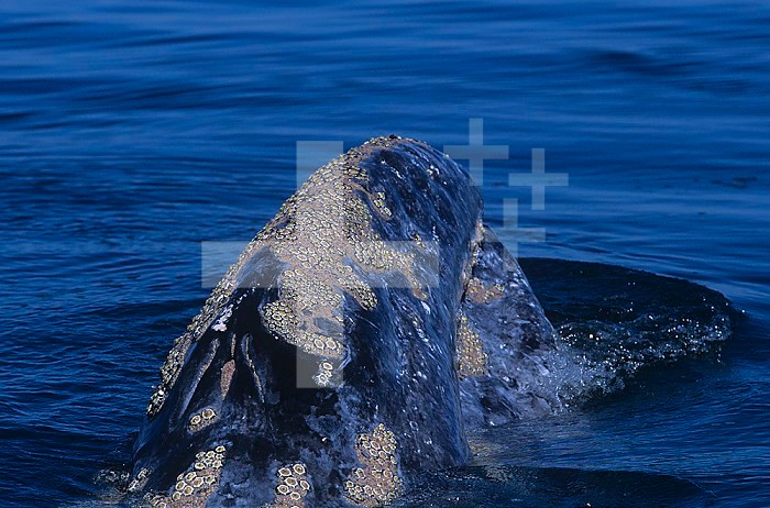 Barnacles (Cryptolepas rachianecti) on the skin of a Gray Whale (Eschrichtius robustus), Pacific Ocean.