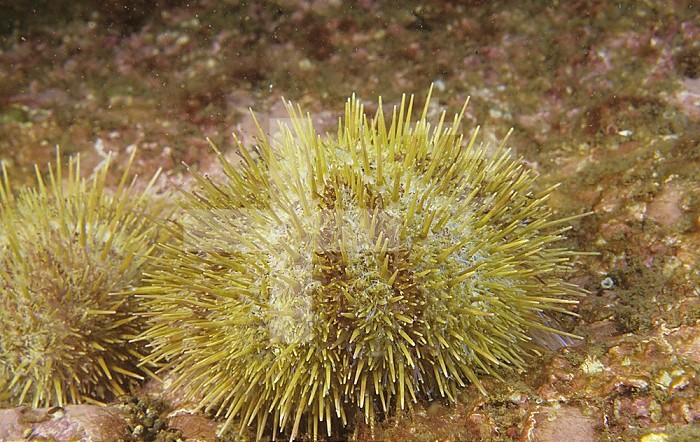 Green Sea Urchin ,Strongylocentrotus droebachiensis, New England, USA.