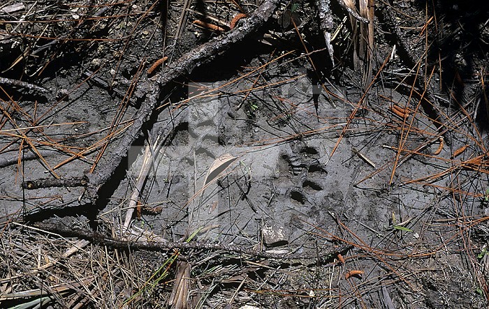 Florida Panther tracks in the mud ,Felis concolor,, evidence of an endangered species, Southern Florida, USA.