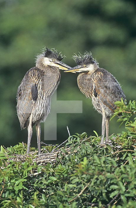Great Blue Heron young in the nest (Ardea herodias), Florida, USA.