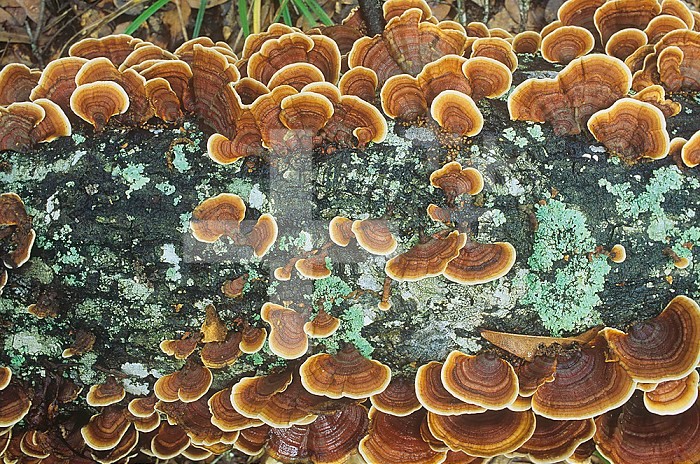 Shelf or bracket fungus growing on a decaying log on the forest floor, North America.
