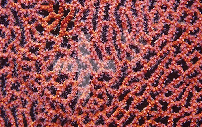 Close-up of a Gorgonian or Sea Fan Soft Coral ,Gorgonia adamsi, with feeding polyps, Sea of Cortez, Mexico.