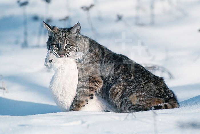 Bobcat ,Lynx rufus, with a captured Snowshoe Hare in its winter fur, North America.
