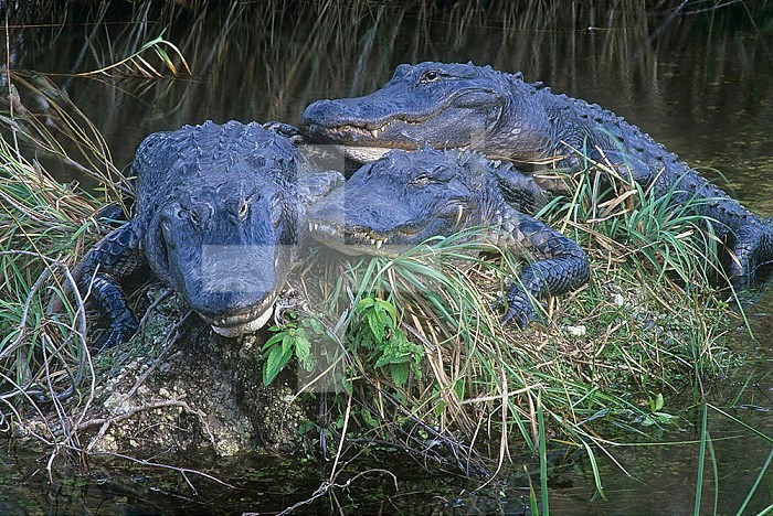 American Alligators ,Alligator mississippiensis,, Everglades National Park, Florida, USA.