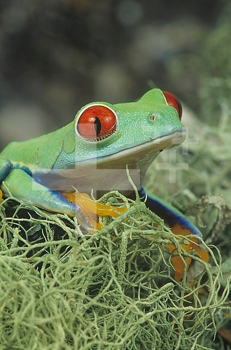 Eyes of the Red-eyed Treefrog ,Agalychnis callidryas,, Central America.