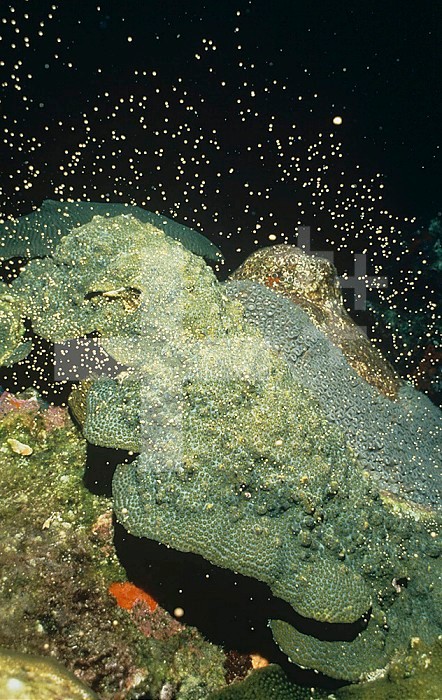 Star Coral spawning (Monastrea annularis).