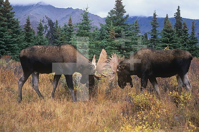 Moose fighting for dominance on the tundra and taiga biome during the fall mating season (Alces alces), Alaska, USA.