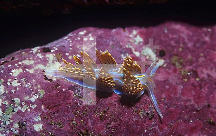 Nudibranch ,Hermissenda crassicornis,, California, USA, Pacific Ocean.