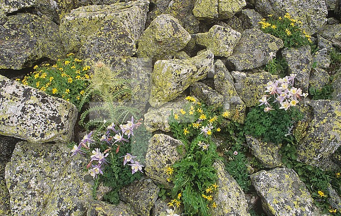 Alpine wildflowers tend to be small and to grow in the shelter of rocks which are often covered by hardy lichens, Rocky Mountains, Colorado, USA.
