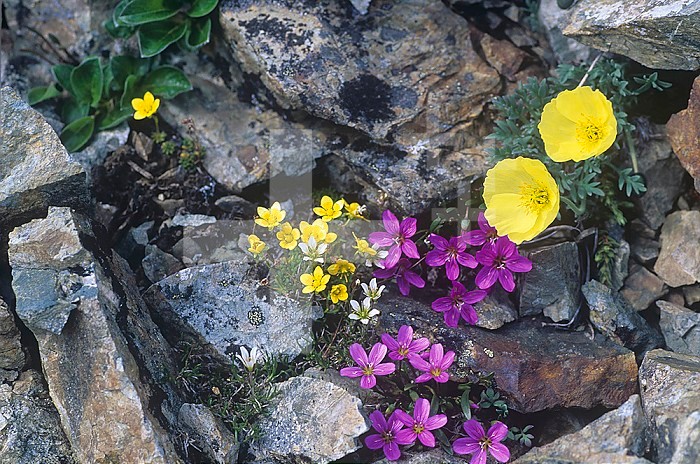 Alpine and Arctic wildflowers tend to be small and to grow in the shelter of rocks, such as these Spring Beauty, Poppy, and Saxifrage flowers, Denali National Park, Alaska, USA.