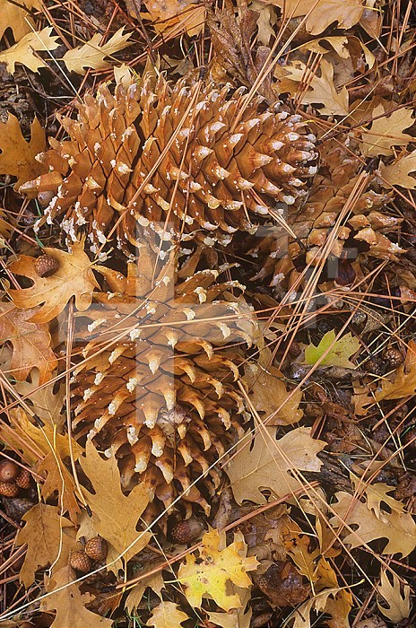 Digger Pine cones among leaf litter on the forest floor ,Pinus sabiniana,, California, USA.