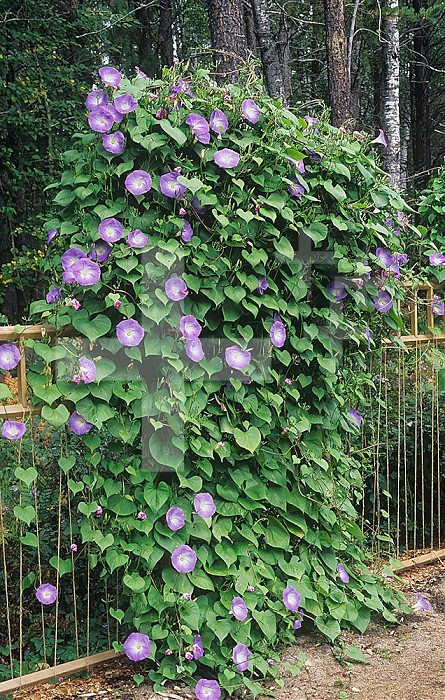 Morning Glory growing up a trellis by means of thigmotropism (Ipomoea tricolor), Heavenly Blue variety.