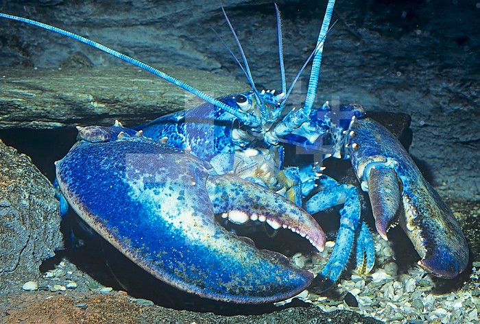 American Lobster blue color phase. (Homarus americanus) Atlantic Coast, USA