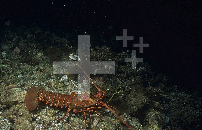 California Spiny Lobster (Panulirus interruptus) California, USA