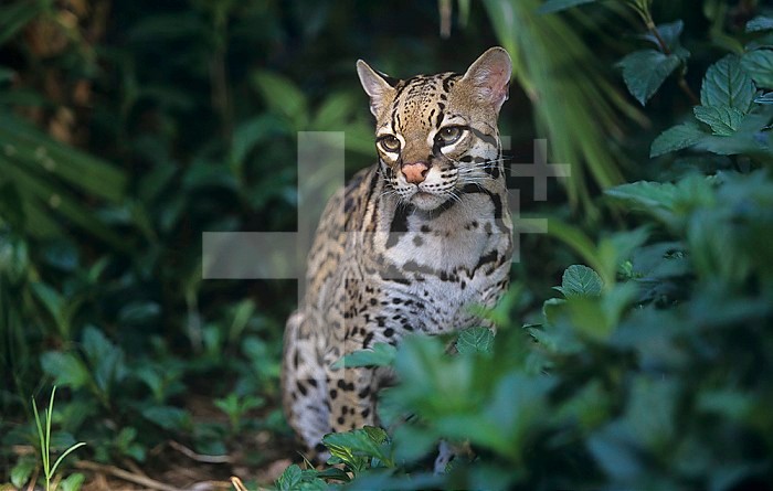 Ocelot ,Felis pardalis, a threatened species of wild cat, Southern USA into South America.