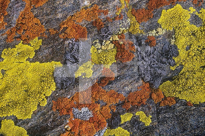 Crustose Rock Lichens on an alpine rock, Rocky Mountains, North America.