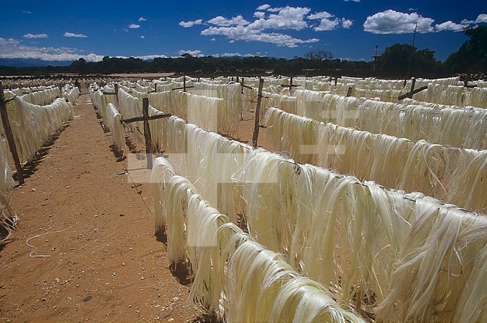 Sisal fiber production (Agave sisalana), Madagascar, Africa.