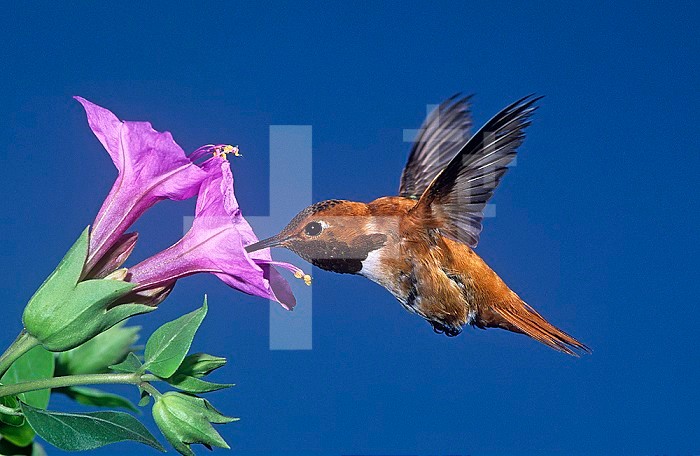 Male Rufous Hummingbird ,Selasphorus rufus, hovering while nectaring at a Desert Four-o-Clock flower, Western USA.