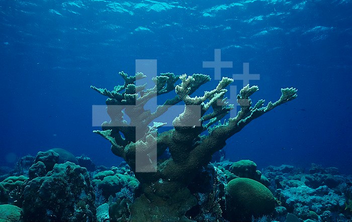 Elkhorn Coral ,Acropora palmata, Phylum Cnidaria, Class Anthozoa, Caribbean, Honduras.