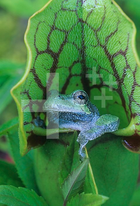 Gray Treefrog ,Hyla versicolor, sitting in a Pitcher Plant ,Sarracenia,, Eastern USA.