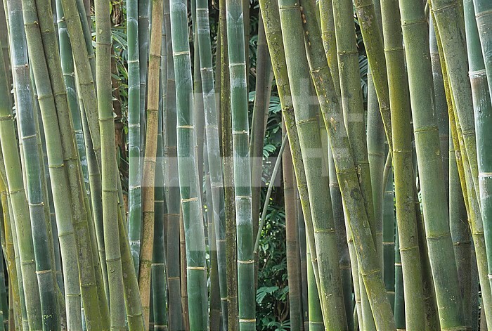 Bamboo stems ,Phyllostachys atrovaginata,.