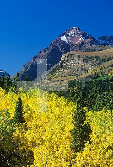 Aspens in fall colors ,Populus tremuloides, Rocky Mountains, Western North America. Note the contrast between deciduous and conifer or evergreen trees.