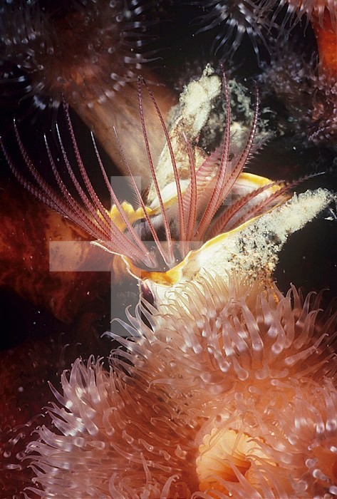 Giant Acorn Barnacle open and feeding ,Balanus nubilus, with a White-plumed Sea Anemone in the foreground ,Metridium, Pacific Coast of North America.