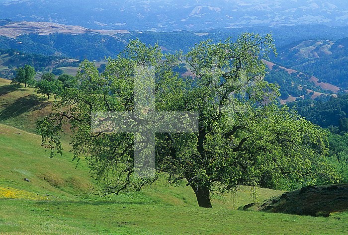 Oak woodland ,Quercus, and grassland in the Coast Ranges of California, USA.