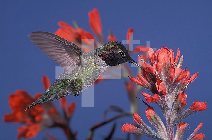 Male Anna's Hummingbird ,Calypte anna, nectaring on Paintbrush flowers, Western USA.