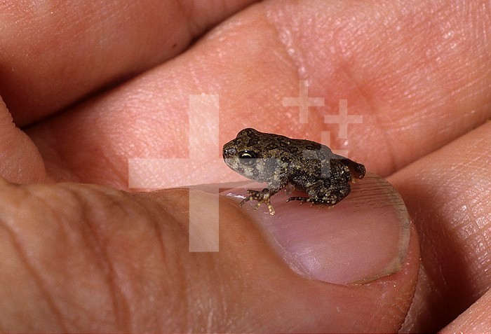 Recently metamorphosed American toad ,Bufo americanus, on a  man's thumb to show scale. Eastern USA.