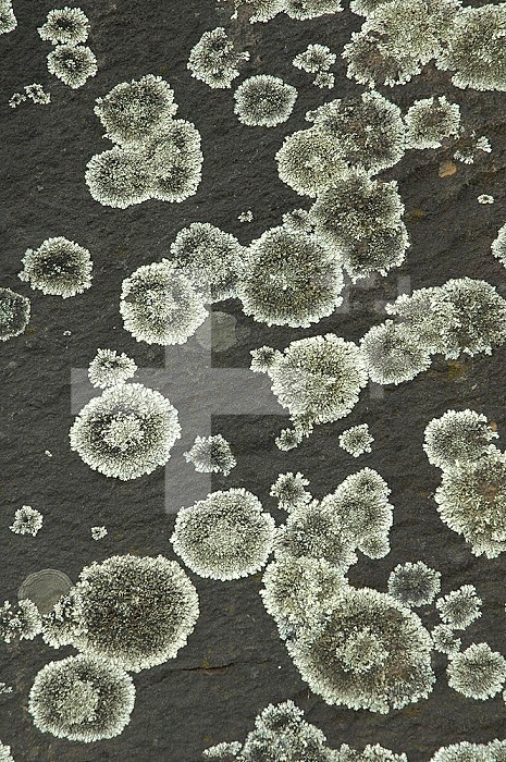 Foliose Rock Lichens, Oregon, USA. The average diameter of a lichen thallus is 5 cm.