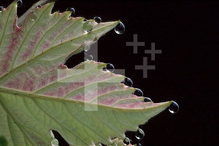 Guttation in grape leaf. Grape leaf showing process of guttation. Guttation occurs when diffusion pressure builds inside plant because of high soil moisture and a low rate of transpiration due to high humidity. Plant releases pressure by exuding water and minerals from specialized leaf-tip cells called hydathodes.
