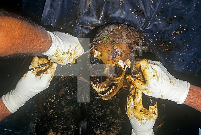 Human remains infested with fly larvae or maggots. Examples of such insects should be taken as evidence while the death scene is processed or when the body is autopsied. By identifying the species, analyzing the stage of development, and correlating with weather data, a forensic entomologist can predict a minimum post-mortem interval helping to establish the timeof death.