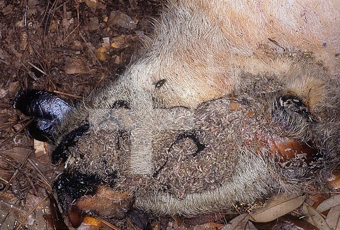 Decomposing pig carcass colonized by maggots. Because pig tissue is similar to human tissue, it is often used in forensic research and studies or instructional workshops.