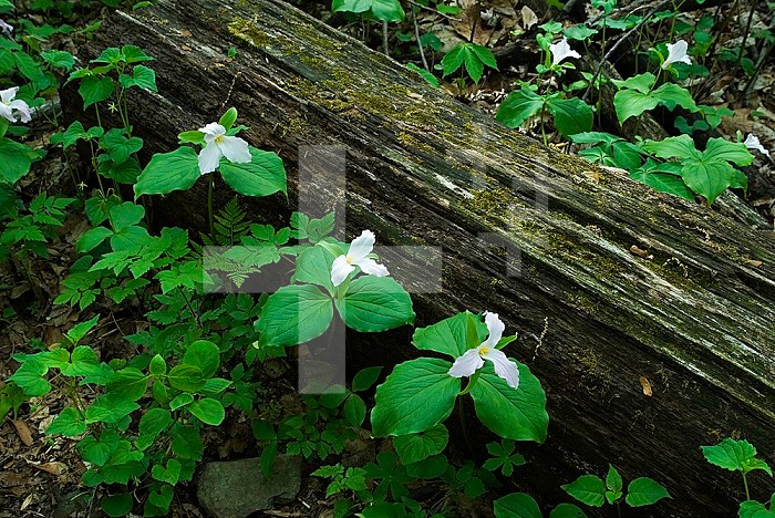 Large-flowered Trilliums flowering around a decaying log on the forest floor ,Trillium grandiflorum,, G. Richard Thompson Wildlife Management Area, Virginia, USA. This area harbors what may be the largest population of Large-flowered Trillium in North America.