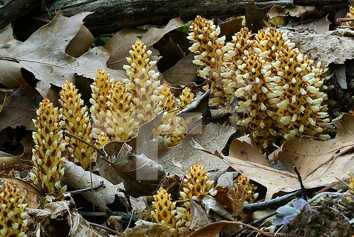 Squaw Root ,Conopholis americana, is a parasitic plant that grows on the roots of living trees, especially Oaks. It contains no chlorophyll because it gets all the nutrients it needs from its host plant. It was used by Native Americans for many ailments, including menstrual cramps in women. North America.