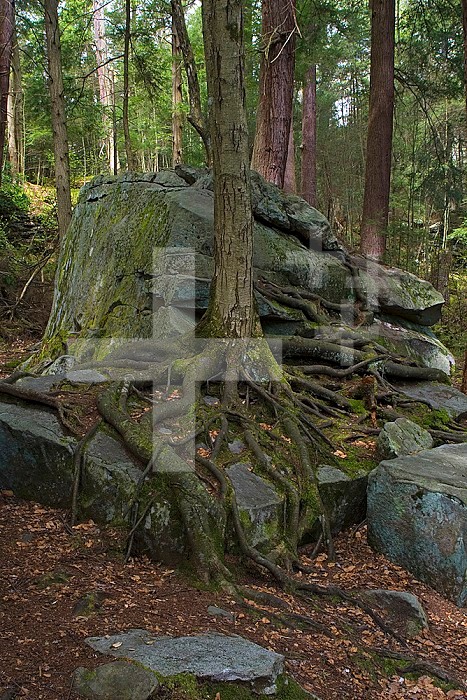 Tree roots sprawling across a large boulder, with some roots reaching the surrounding soil in Swallow Falls State Park, Maryland, USA.