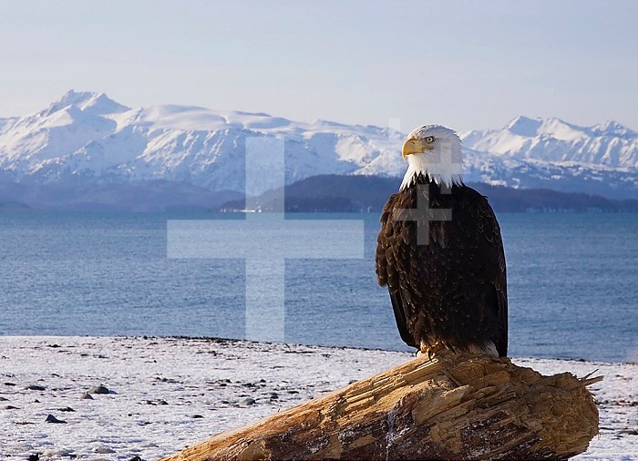 Bald Eagle ,Haliaeetus leucocephalus, on the beach with the Kenai Mountains in the background, Alaska, USA.