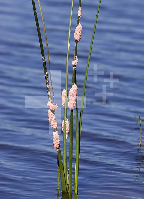 Apple Snail (Pomacea paludosa) egg cases. The Apple Snail is the primary food of the Snail Kite and a favorite food of the Limpkin, Florida, USA.