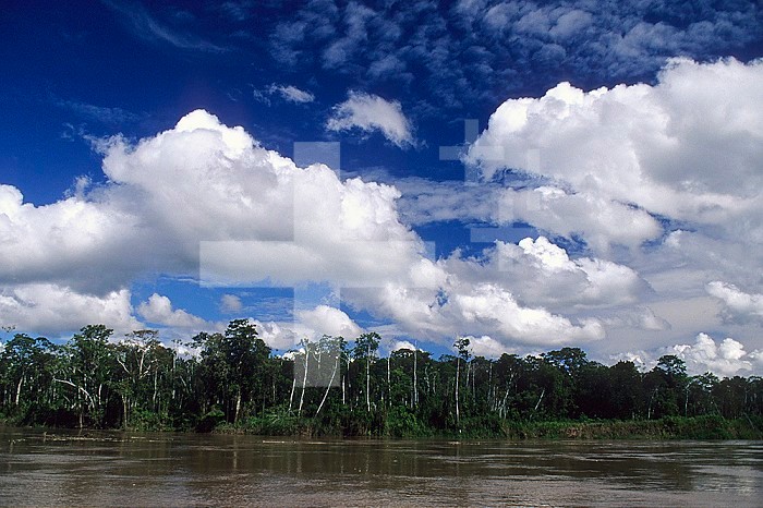 Clouds over the Amazon River. Cumulus clouds over the Amazon River in northeastern Peru.