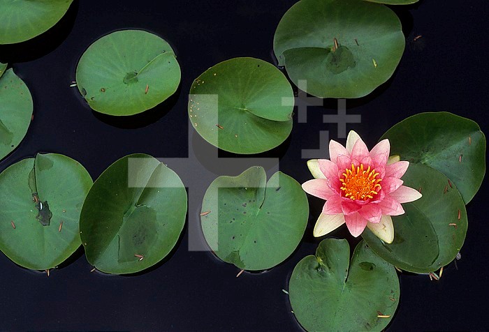 Blossom and leaves of Water Lilies ,Nymphaea,.