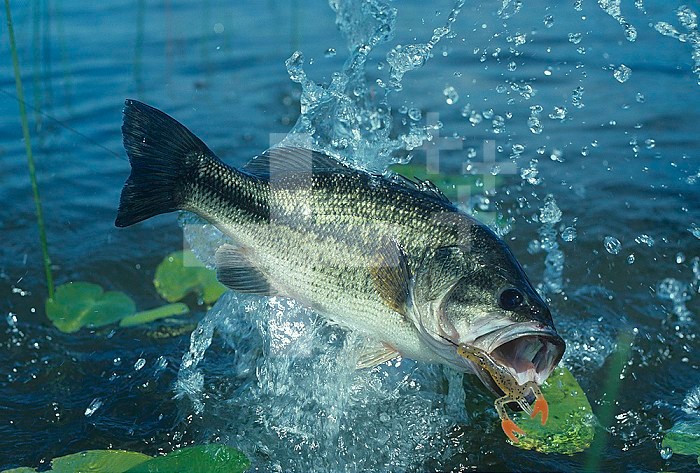 Largemouth Bass surfacing with a lure in its mouth.