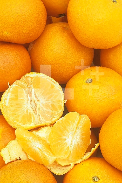 Clementine Tangerines (Citrus reticulata).