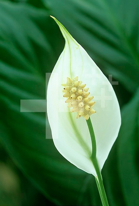Peace Lily flower (Spathiphyllium wallissii).